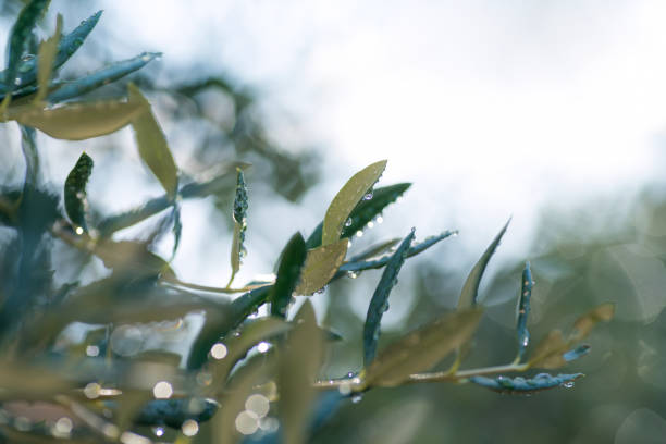 istock Morning drops on an olive branch in spring 2199987453