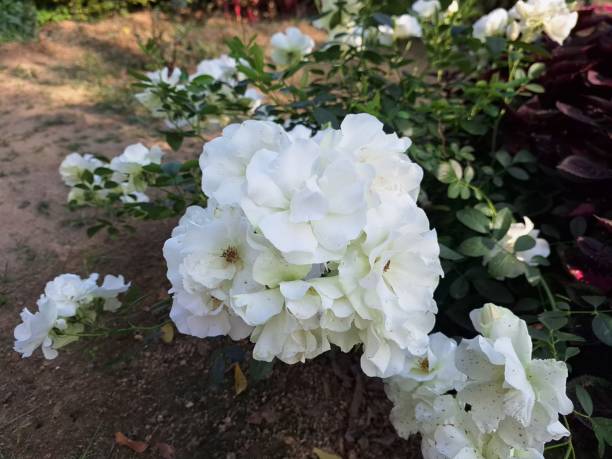 istock White Rose, Green rose, Rosa sempervirens, the evergreen rose 2199989033
