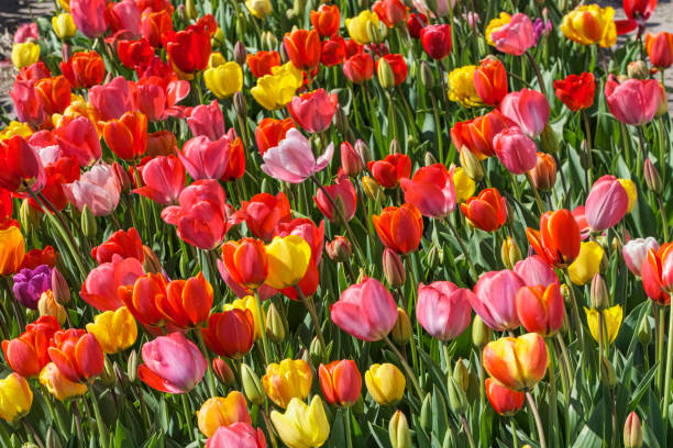 Tulip blossom in the Netherlands