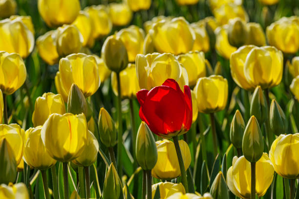 istock Tulip blossom in the Netherlands 2199989569