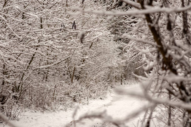 Winter Wonderland Walk: Snowy Forest Adventure
