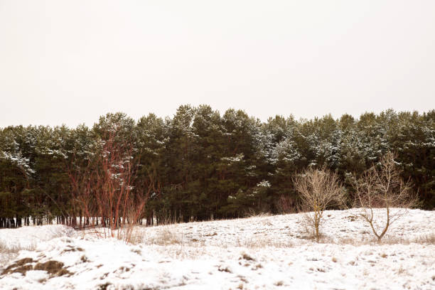 Winter Wonderland Walk: Snowy Forest Adventure