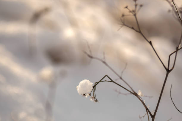 istock Winter Wonderland Walk: Snowy Forest Adventure 2199990129