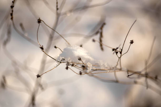 Winter Wonderland Walk: Snowy Forest Adventure
