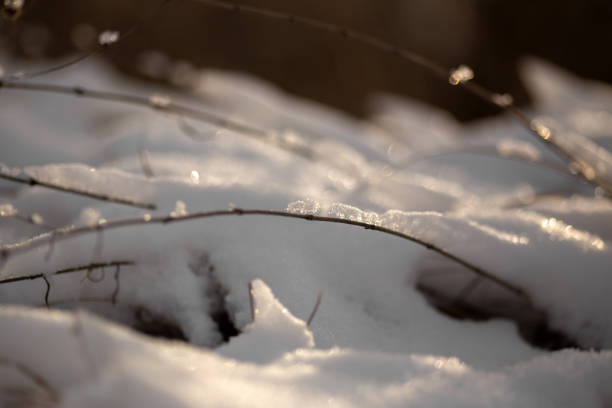 Winter Wonderland Walk: Snowy Forest Adventure