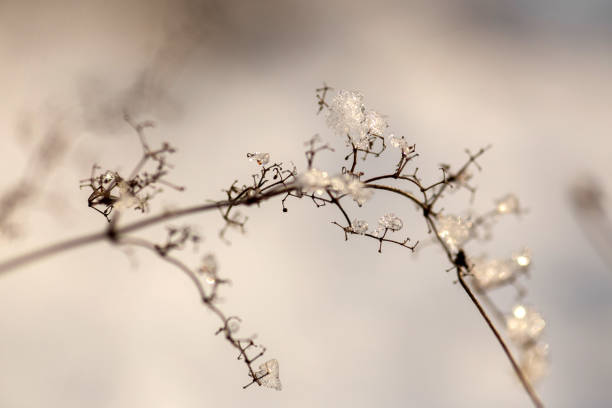 Winter Wonderland Walk: Snowy Forest Adventure
