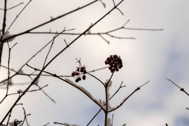 Winter Wonderland Walk: Snowy Forest Adventure