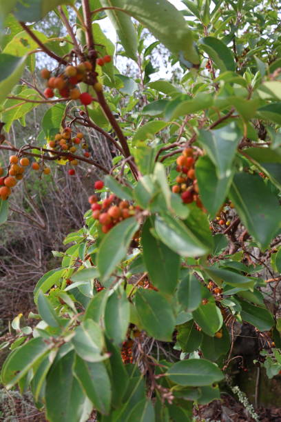 istock Green leaves berries 2199991065