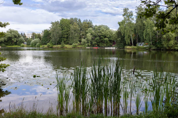 istock Summer landscape on the pond 2199992264