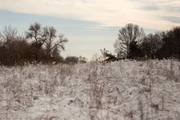 Paisaje cubierto de nieve con 3 árboles en el fondo