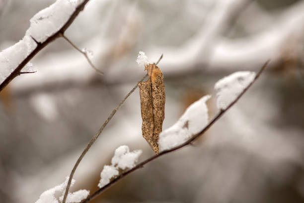 A close-up of the branches of a weeping beech tree in winter, shot during the morning.