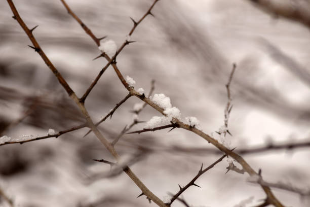 Enchanting Winter Walk: Snowy Forest Serenity