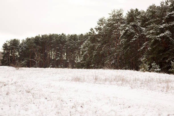 Enchanting Winter Walk: Snowy Forest Serenity