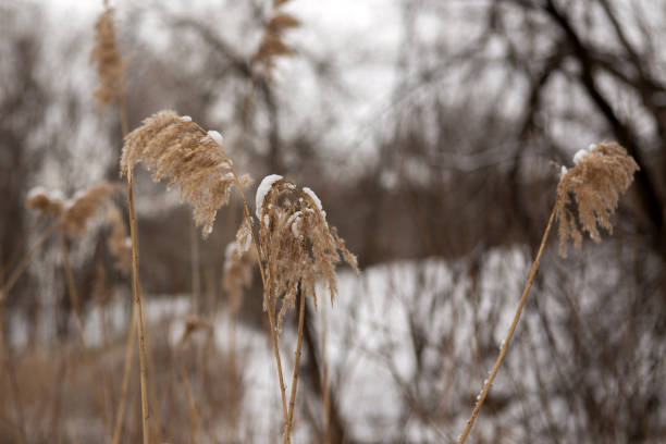 Enchanting Winter Walk: Snowy Forest Serenity