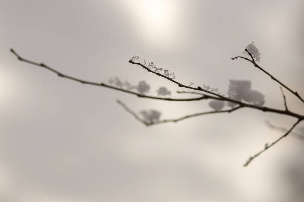 Enchanting Winter Walk: Snowy Forest Serenity