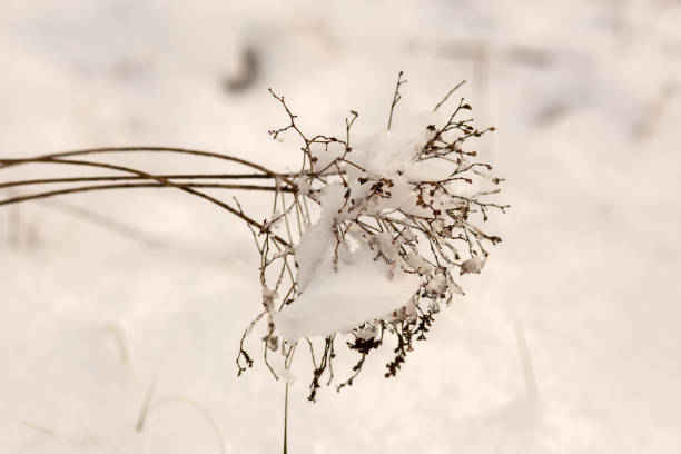 istock Enchanting Winter Walk: Snowy Forest Serenity 2199992413
