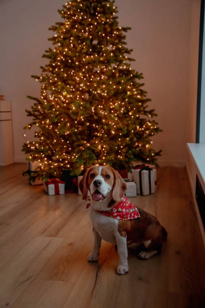 istock Cute beagle dog in bandana on christmas tree background 2199993609