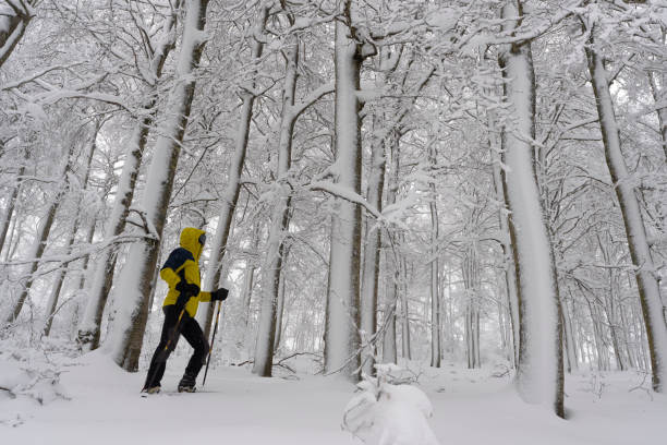 Solo hiker with walking poles snowshoeing through winter forest
