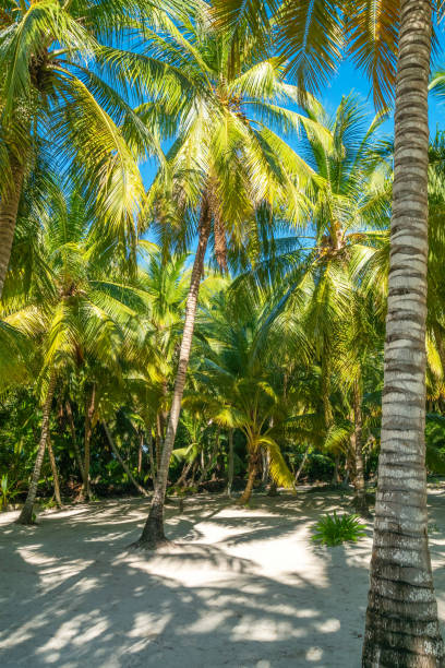 istock Beautiful tropical forest on Saona island 2199994606