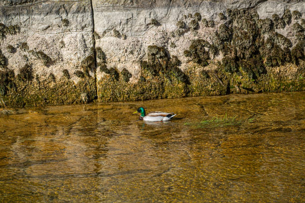 The Spring of Bela Palanka. The limestone composition of the mountain massifs of Suva Planina has formed underground water reservoirs and streams, from which the well-known springs in the municipality of Bela Palanka.