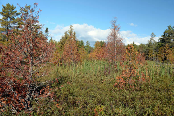 Most of the trail in this wetland is a wooden boardwalk.  It crosses many it crosses many old dune ridges and wetland habitats.  It is a wildlife sanctuary with birds, frogs, turtles and beavers.