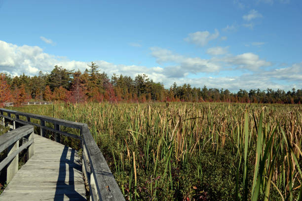 istock Sand Point Marsh Trail, Upper Peninsula, Michigan 2199997368