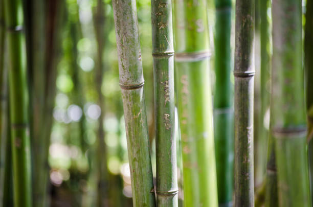 Tall green bamboo stalks in dense forest setting. Soft natural light highlights smooth texture and vibrant color. Background consists of blurred foliage for depth
