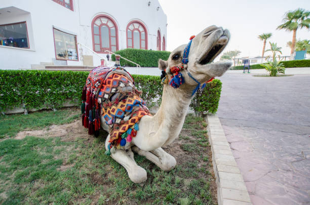 istock Decorated camel resting in colorful garden setting 2199999355