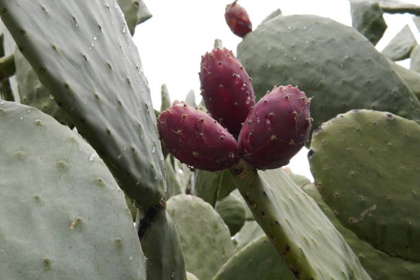 istock A fruit that grows on a cactus. This exotic fruit is known as pitahaya dragon fruit or opuntia cactus fig 2200000104
