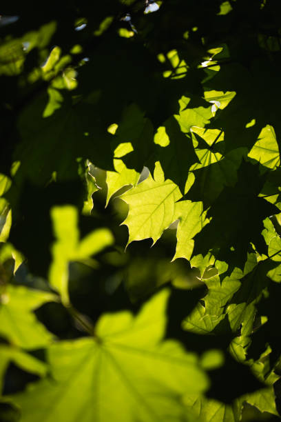 Sunlight filtering through vibrant green leaves creates a beautiful interplay of light and shadow in a lush garden
