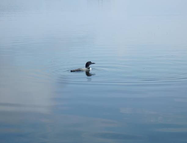 Loon on lake