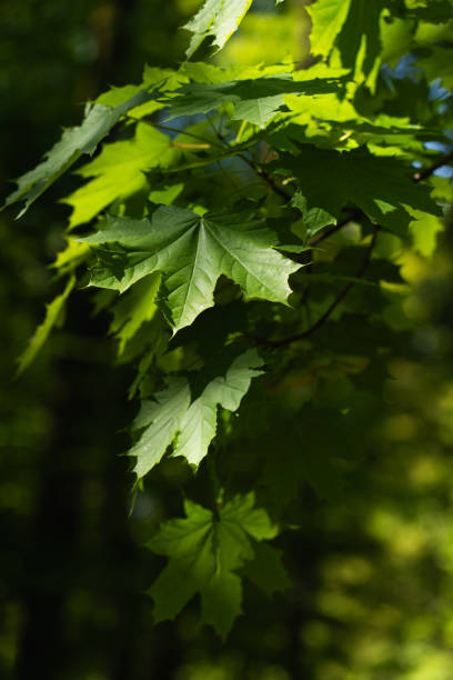 Sunlight filtering through vibrant green leaves creates a beautiful interplay of light and shadow in a lush garden