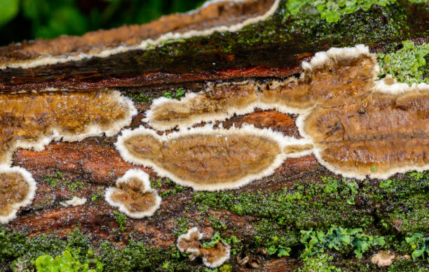 cylindrobasidium evolvens - saprotrophic crust fungus on a rotten tree branch, odessa - bazydium zdjęcia i obrazy z banku zdjęć