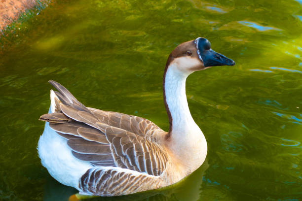 Chinese Goose swimming on a lake, Anser cygnoides profile view