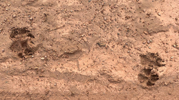 istock Dog paw prints scattered across the muddy path 2200002774