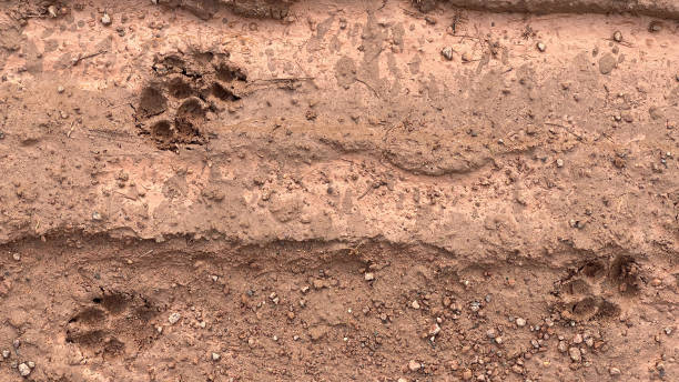 istock Dog paw prints scattered across the muddy path 2200002796