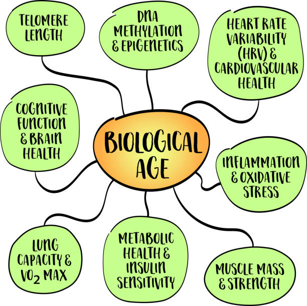 istock Key indicators of biological age which measures how well body functions compared to the average person of your chronological age. Infographics sketch. 2200005030