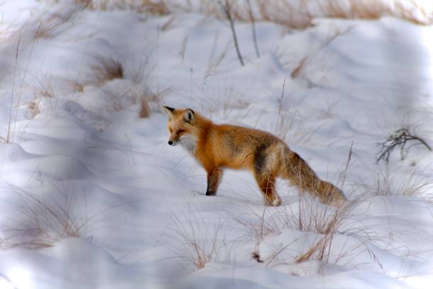 istock Red fox in the Rockies hunting for mice 2200005151