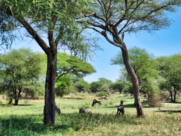 istock Incredibly Serene African Landscape Featuring Magnificent Elephants Beneath Acacia Trees Tarangire National Park Tanzania Africa 2200006680