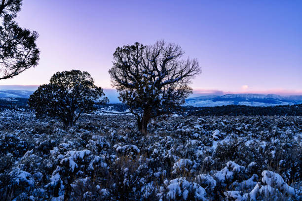 istock Sagebrush Covered in Fresh Snow Mountain Landscape 2200007247