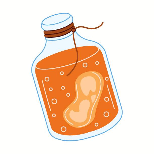 Traditional kombucha brewing jar with fermentation process Illustration of a transparent glass jar filled with kombucha and scoby, representing the fermentation process of this probiotic drink. kombucha jar stock illustrations