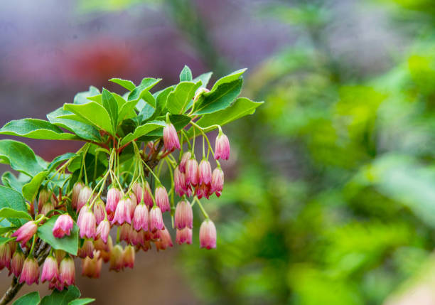 Awe ENKIANTHUS blossoms in Japanese garden of Potsdam - close-up photography