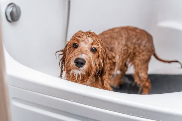 istock Dog of a Cavapoo or Cockapoo breed in the shower, washing in the bathroom.  Dog cross between a poodle and a spaniel. 2200013465