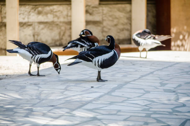 Red-breasted geese walk on stone-paved ground, basking in sunlight. Background shows textured wall, providing contrast to vibrant plumage. Scene suggests quiet, naturalistic setting