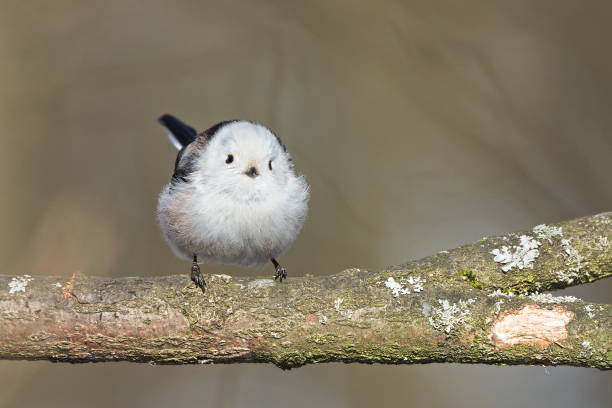 istock Aegithalos caudatus aka Long-tailed Tit or long-tailed bushtit perched on a tree branch. Funny fluffy european bird. 2200015077