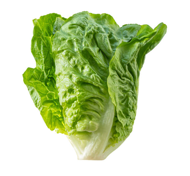istock Fresh green lettuce leaf showing its veins on white background 2200017432