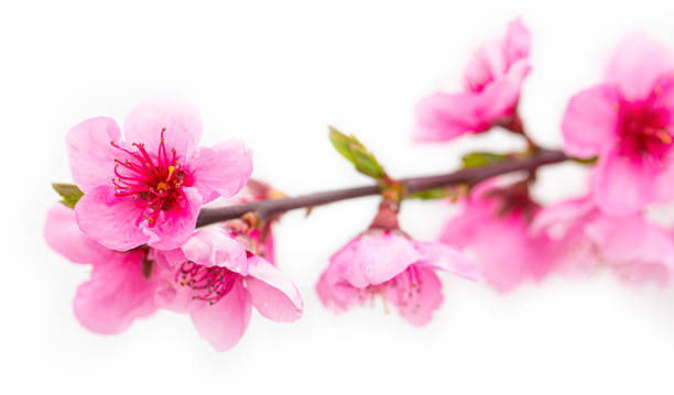istock Vibrant pink blossoms on a delicate branch 2200018083
