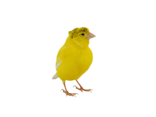 istock canary isolated on white background 2200018227