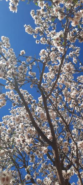 istock The Arrival of Spring: Almond Tree Blossoms 2200018645