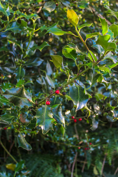 istock Ilex aquifolium Green Pillar 2200019049